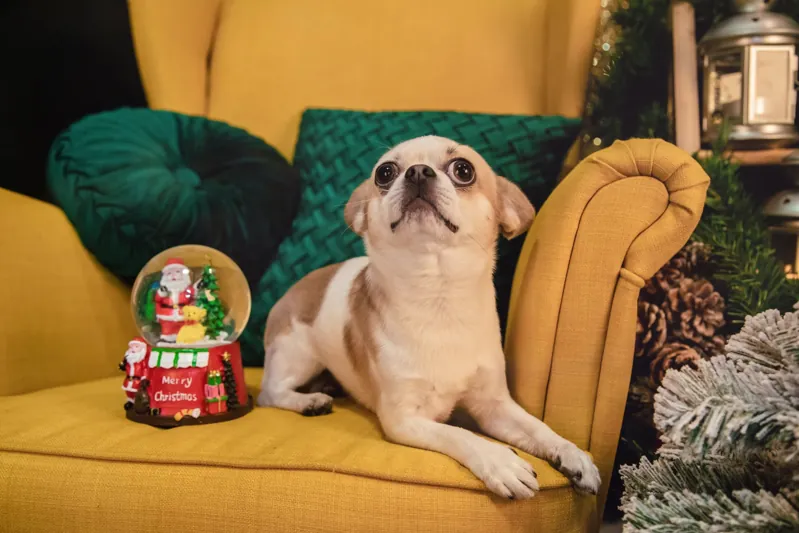 Un cane sul set natalizio dello studio